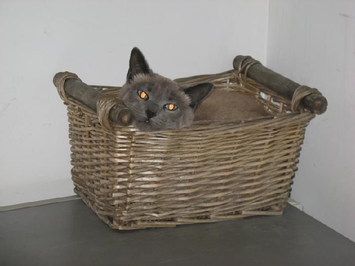 2008-01 Saphir 003.jpg